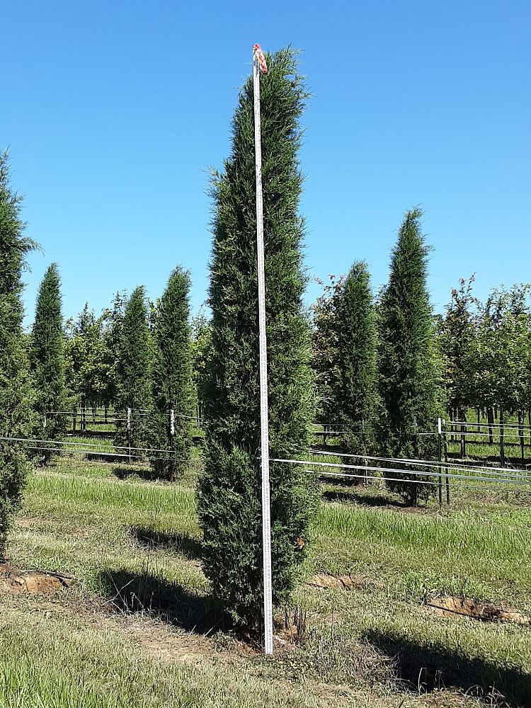 juniperus-virginiana-taylor-eastern-red-cedar