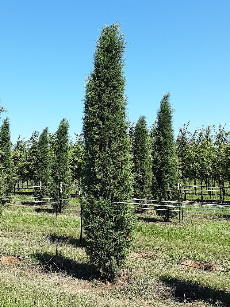 juniperus-virginiana-taylor-eastern-red-cedar