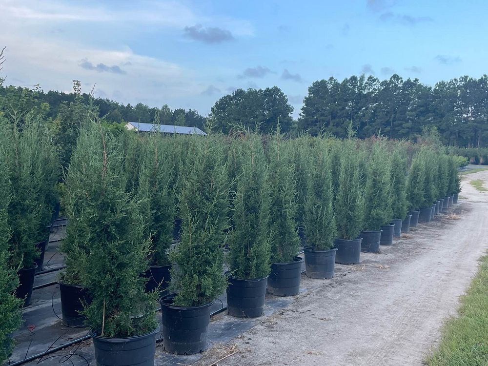 juniperus-virginiana-taylor-eastern-red-cedar
