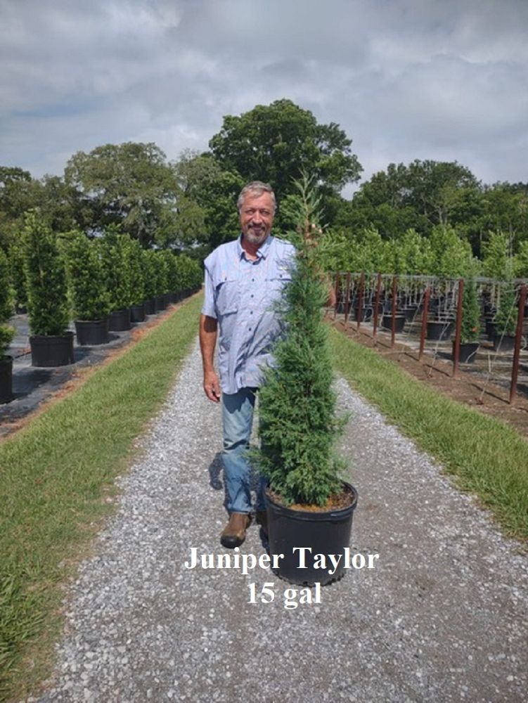 juniperus-virginiana-taylor-eastern-red-cedar