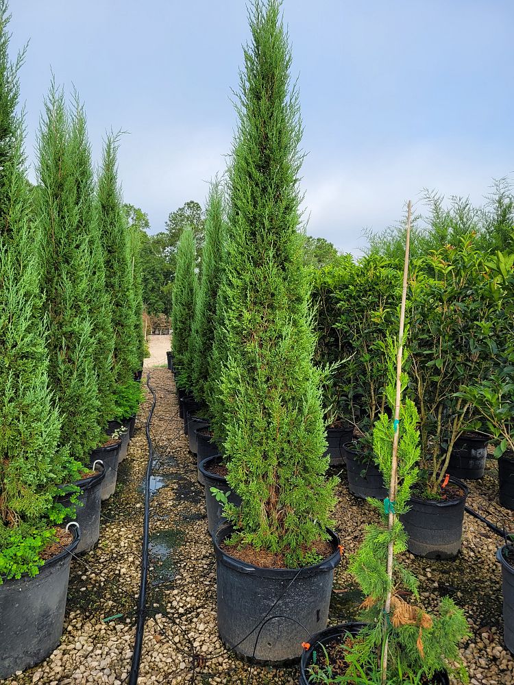 juniperus-virginiana-taylor-eastern-red-cedar