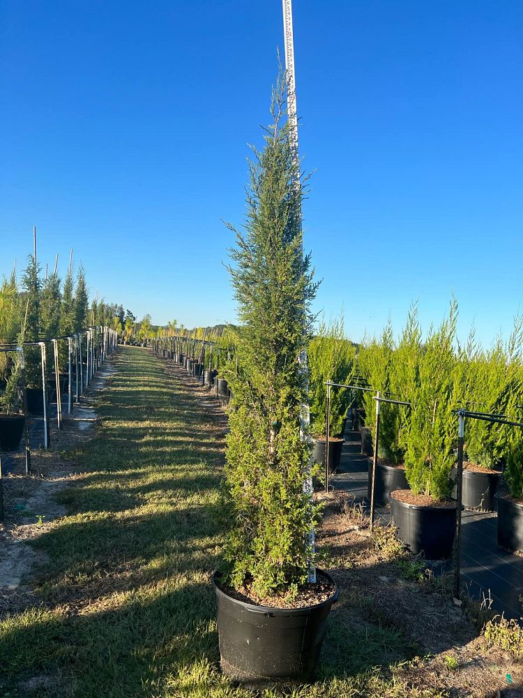 juniperus-virginiana-taylor-eastern-red-cedar