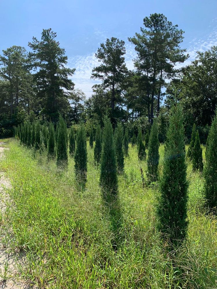 juniperus-virginiana-taylor-eastern-red-cedar