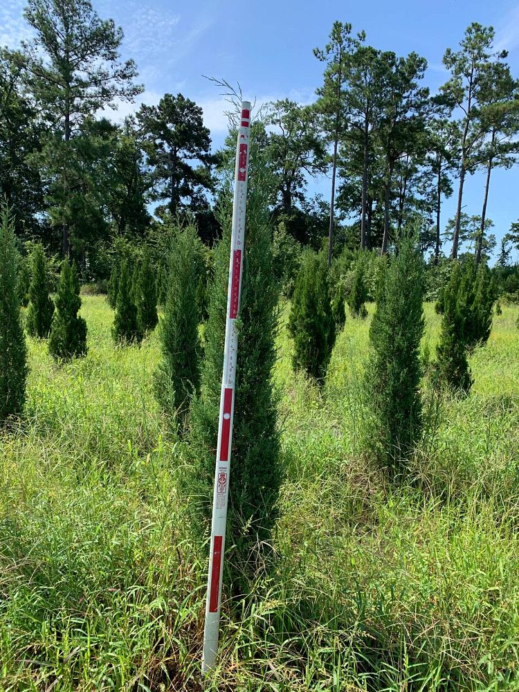 juniperus-virginiana-taylor-eastern-red-cedar