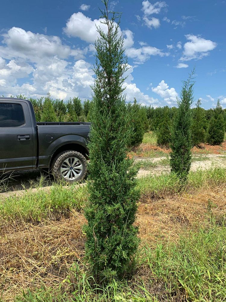 juniperus-virginiana-taylor-eastern-red-cedar