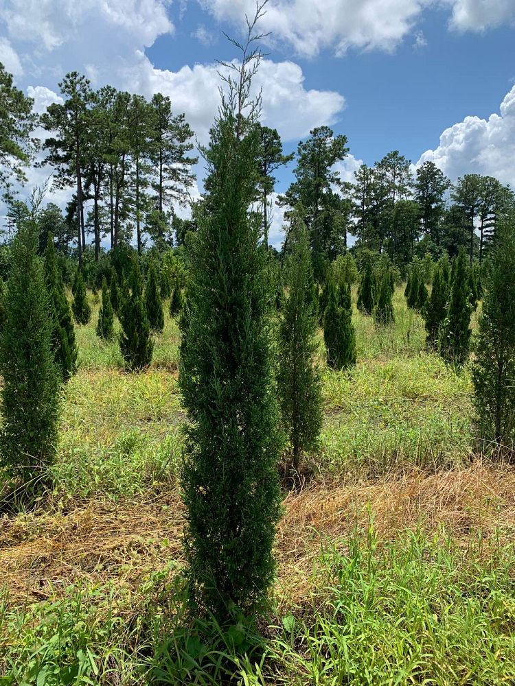 juniperus-virginiana-taylor-eastern-red-cedar