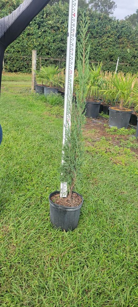 juniperus-virginiana-taylor-eastern-red-cedar