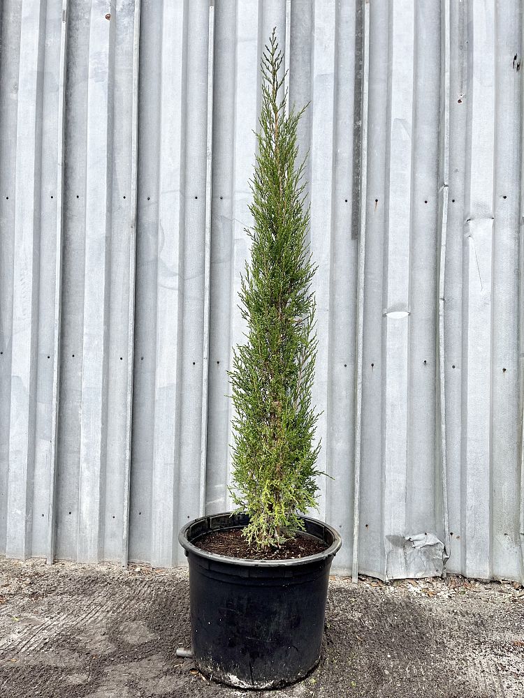 juniperus-virginiana-taylor-eastern-red-cedar