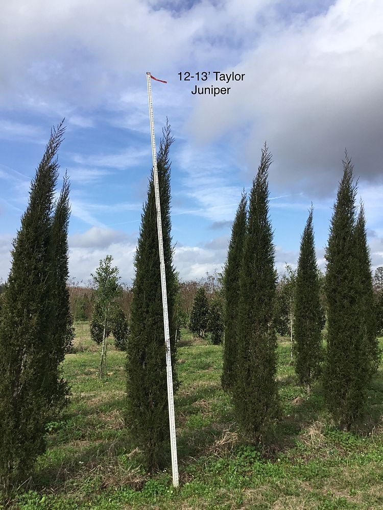 juniperus-virginiana-taylor-eastern-red-cedar