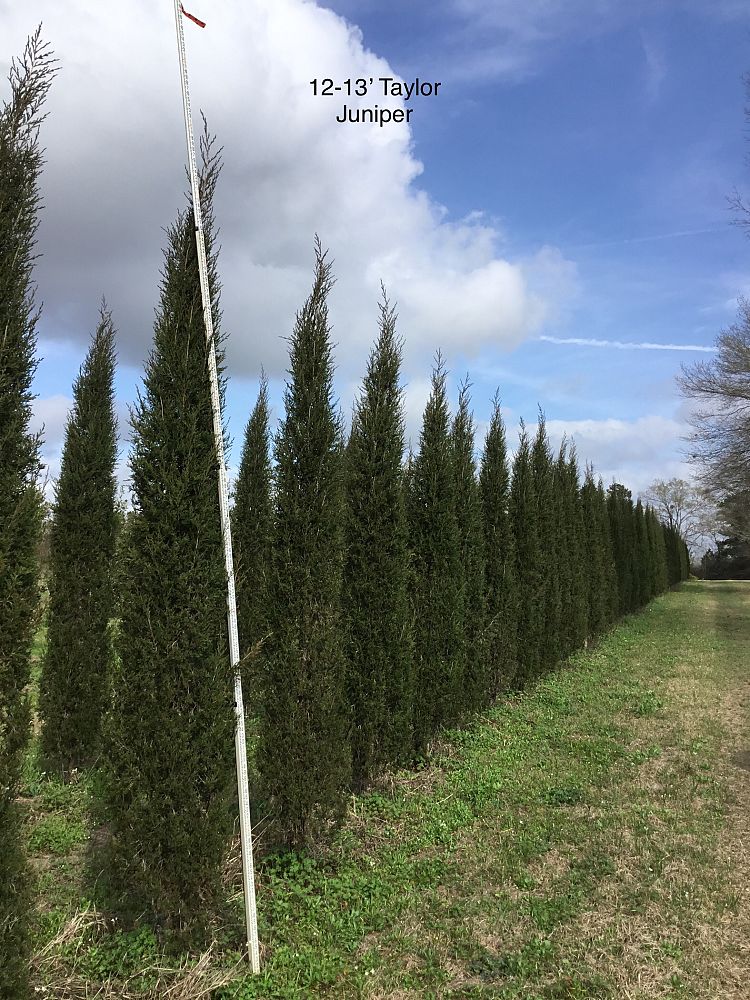 juniperus-virginiana-taylor-eastern-red-cedar