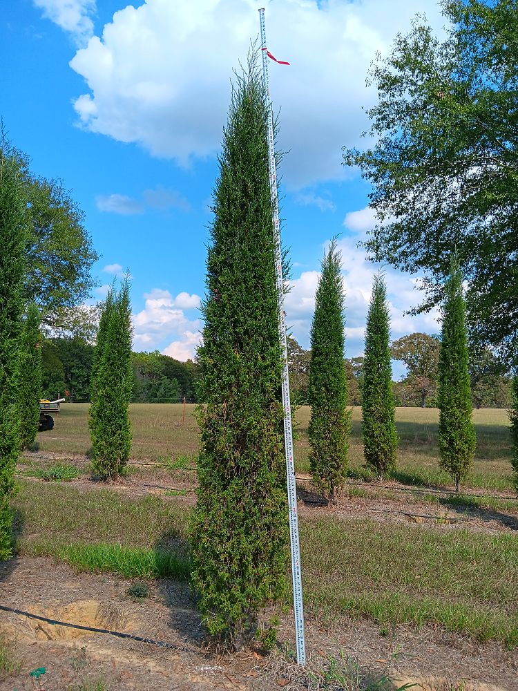 juniperus-virginiana-taylor-eastern-red-cedar
