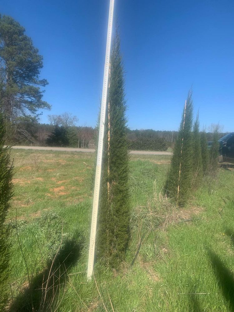 juniperus-virginiana-taylor-eastern-red-cedar
