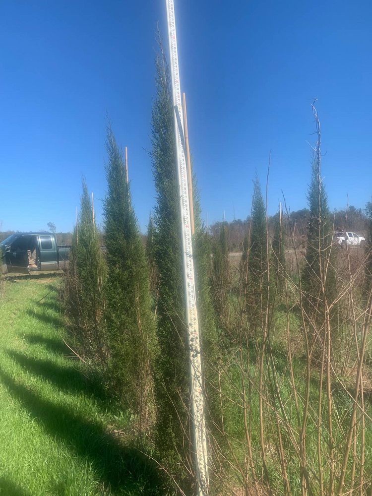 juniperus-virginiana-taylor-eastern-red-cedar