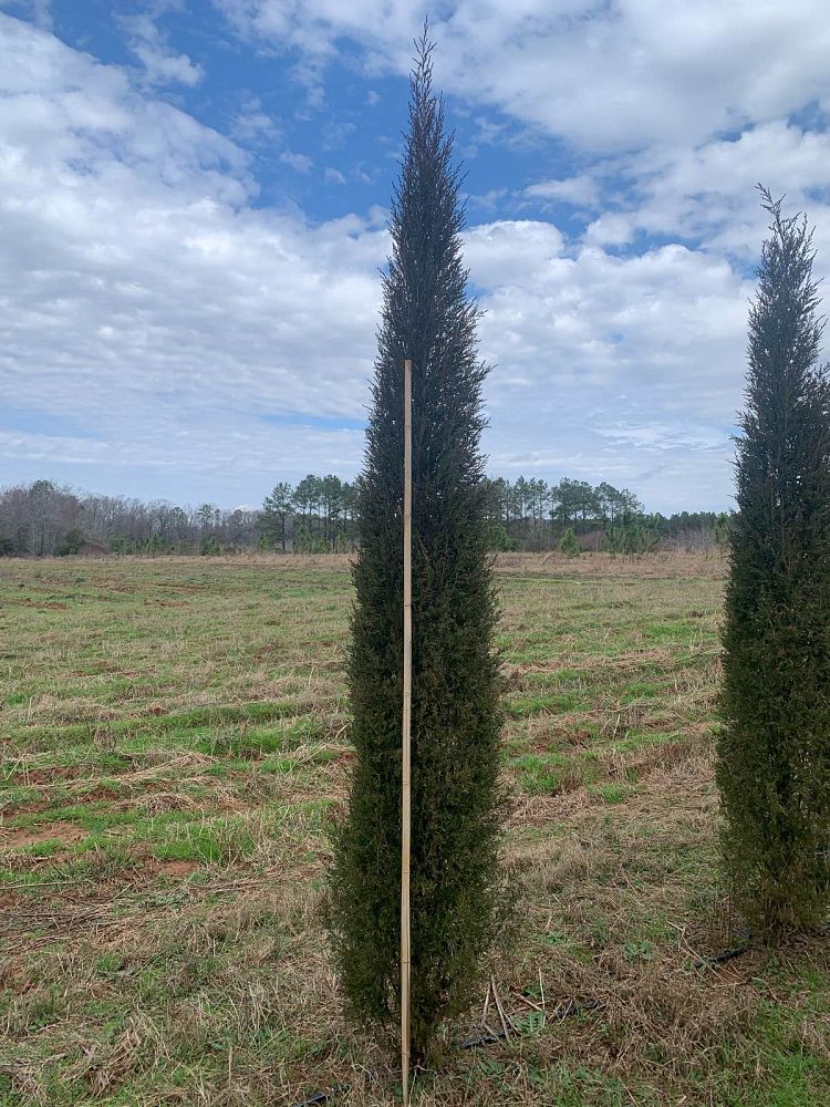 juniperus-virginiana-taylor-eastern-red-cedar