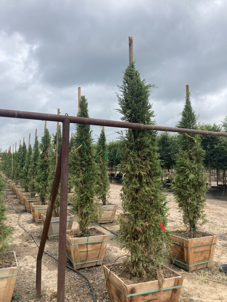 juniperus-virginiana-taylor-eastern-red-cedar