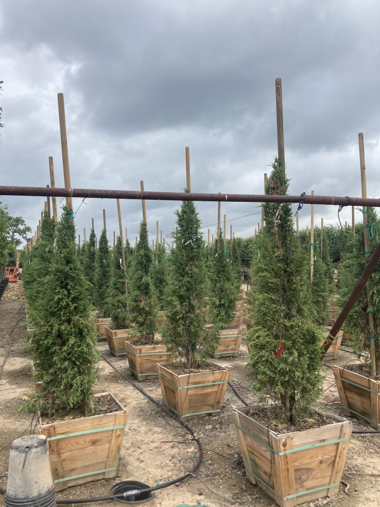 juniperus-virginiana-taylor-eastern-red-cedar