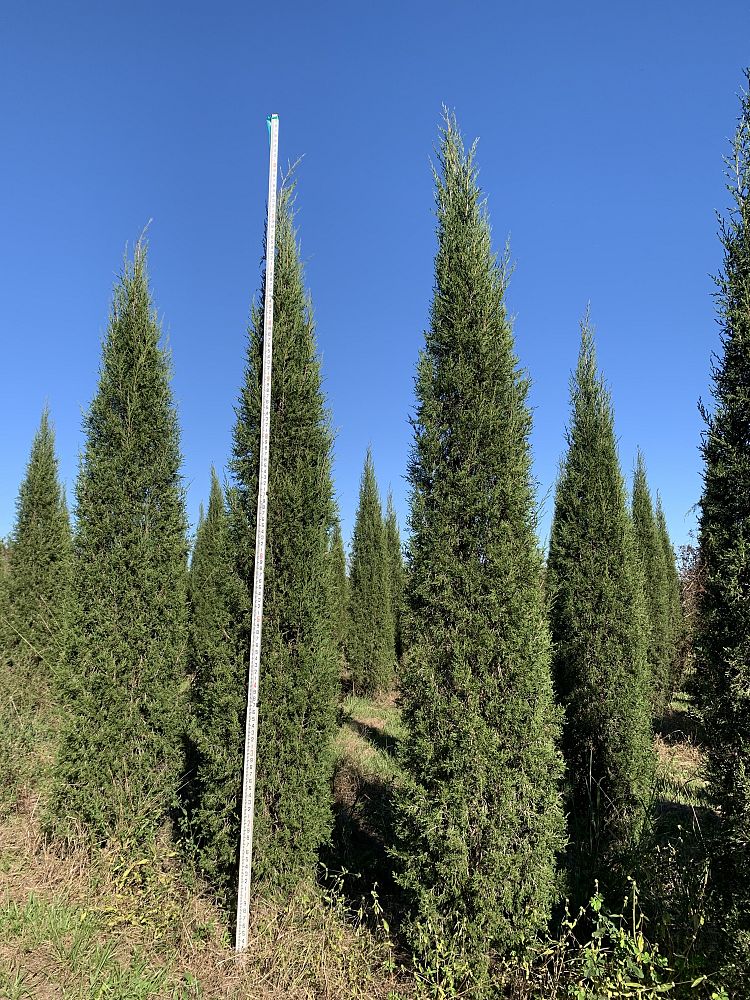 juniperus-virginiana-taylor-eastern-red-cedar