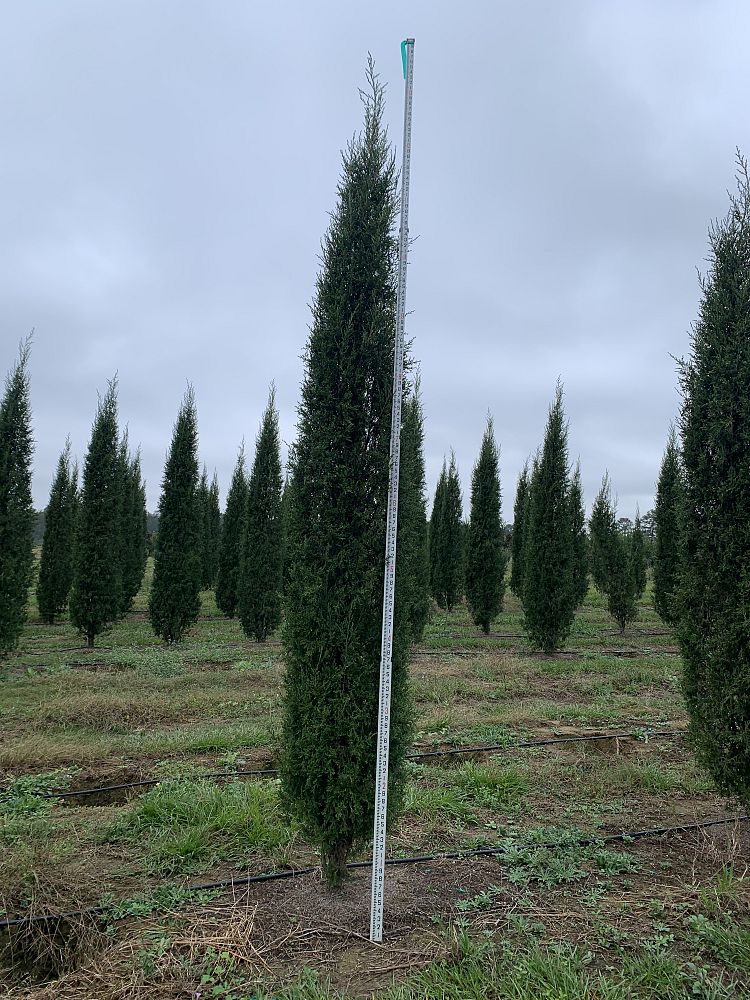 juniperus-virginiana-taylor-eastern-red-cedar