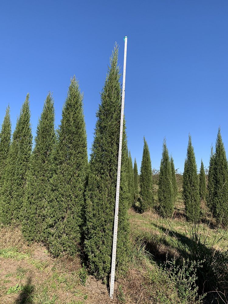 juniperus-virginiana-taylor-eastern-red-cedar