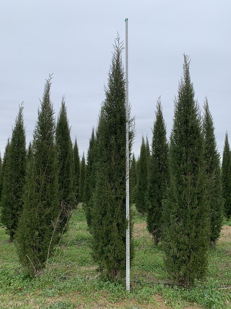 juniperus-virginiana-taylor-eastern-red-cedar