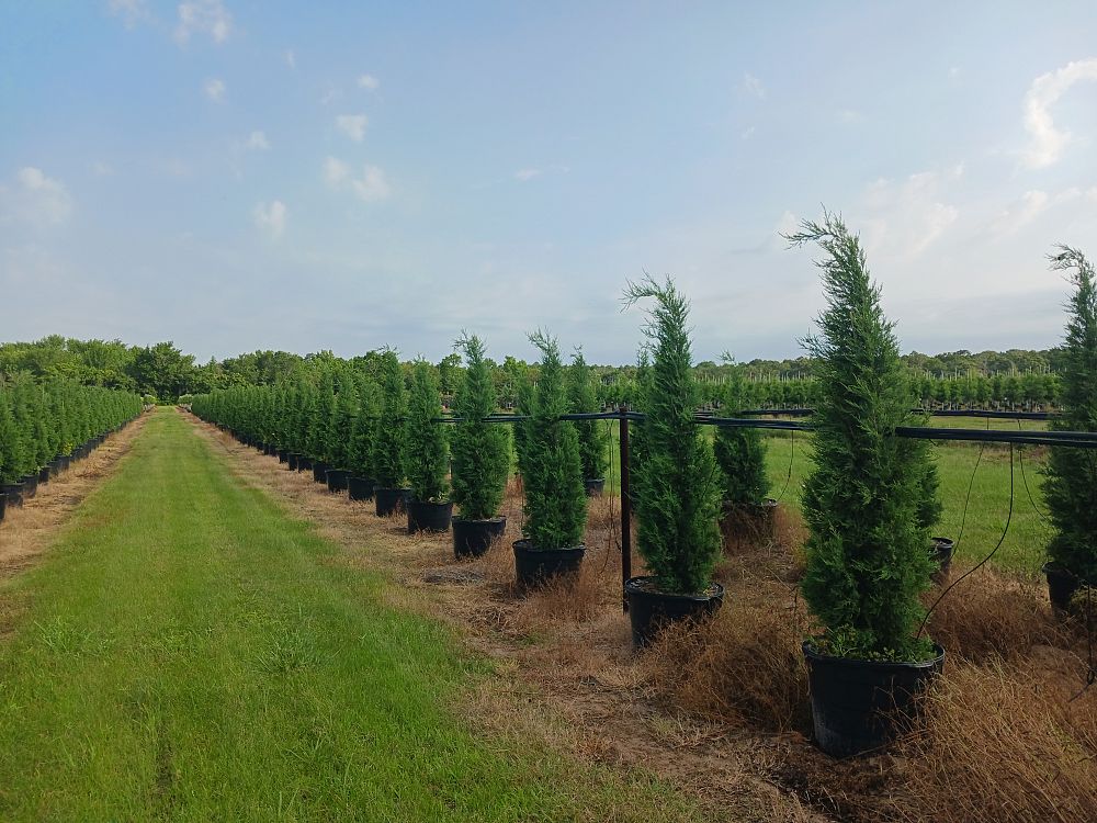 juniperus-virginiana-taylor-eastern-red-cedar