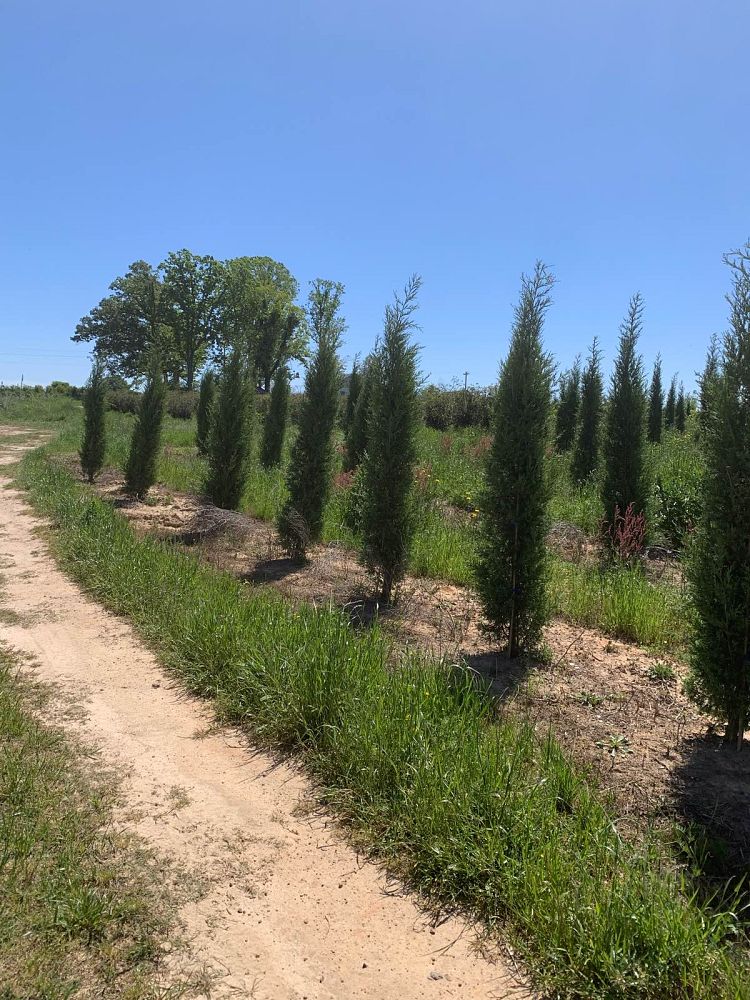 juniperus-virginiana-taylor-eastern-red-cedar