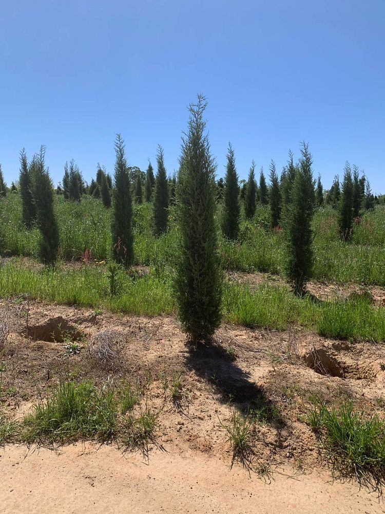 juniperus-virginiana-taylor-eastern-red-cedar