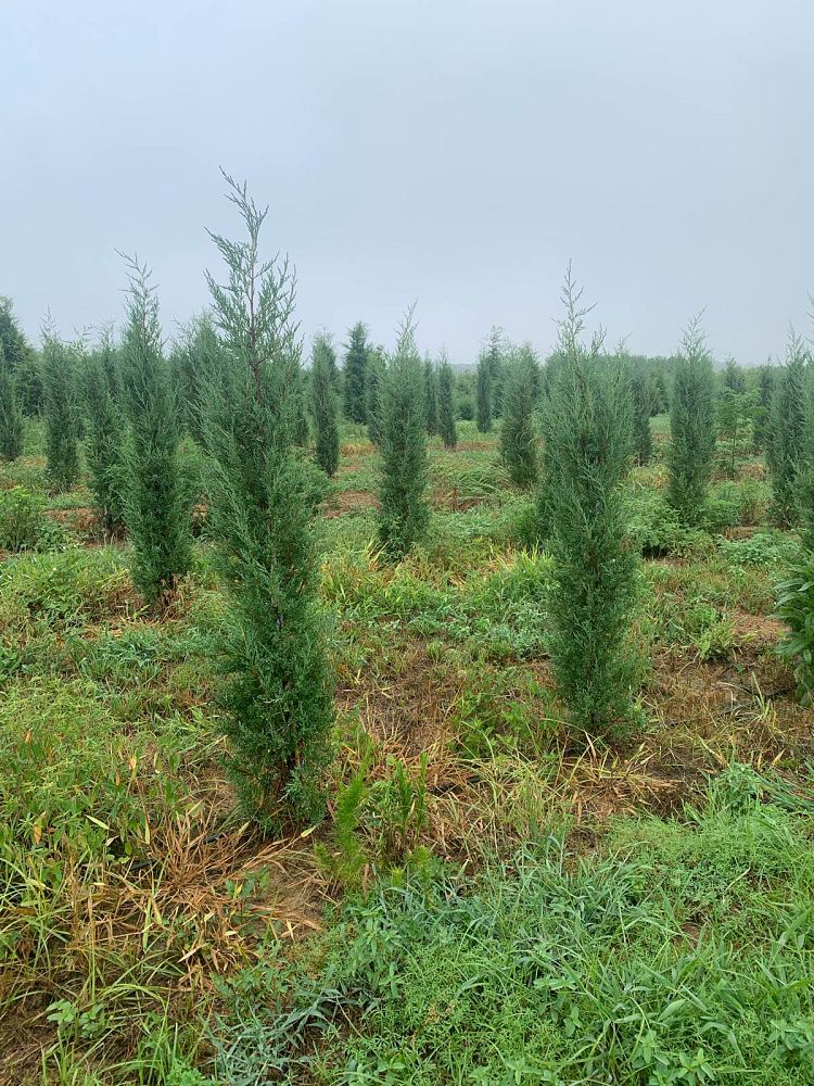 juniperus-virginiana-taylor-eastern-red-cedar