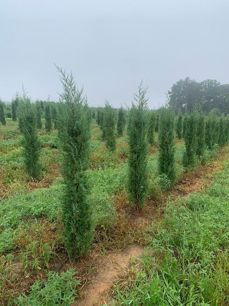 juniperus-virginiana-taylor-eastern-red-cedar