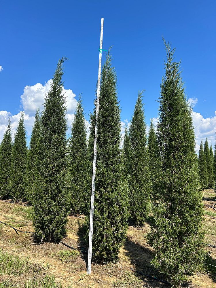 juniperus-virginiana-taylor-eastern-red-cedar