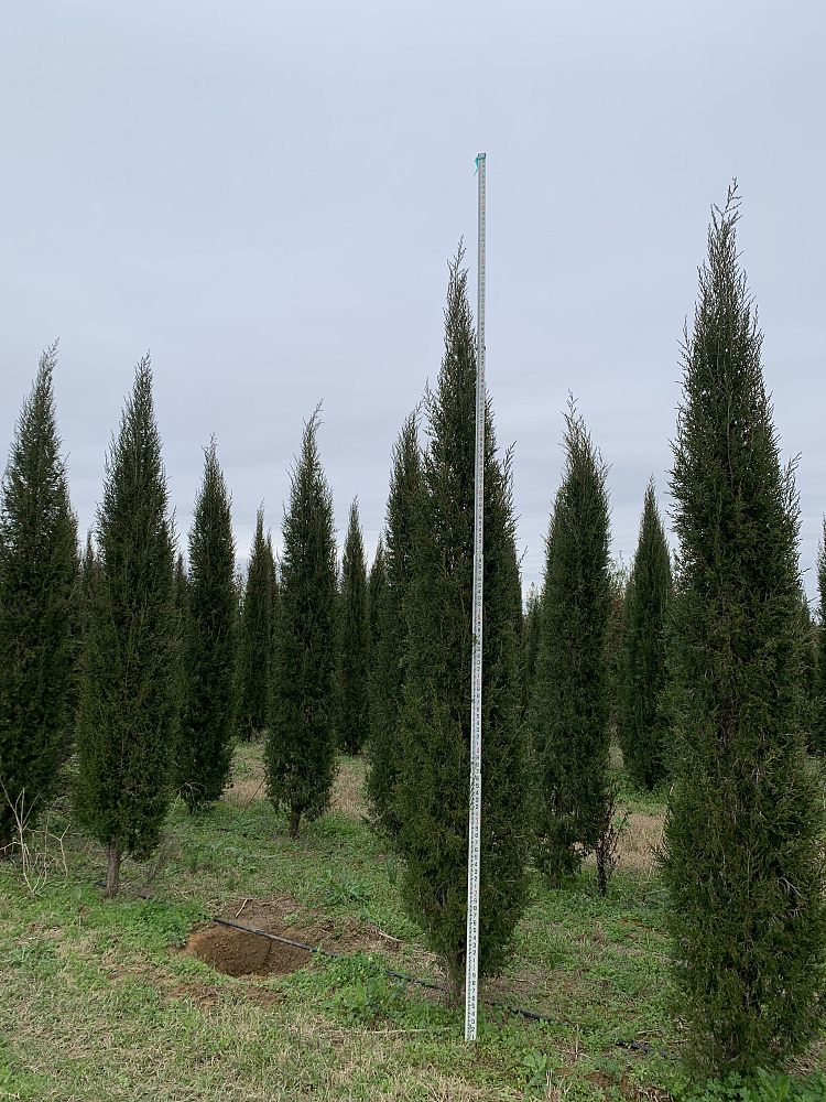 juniperus-virginiana-taylor-eastern-red-cedar