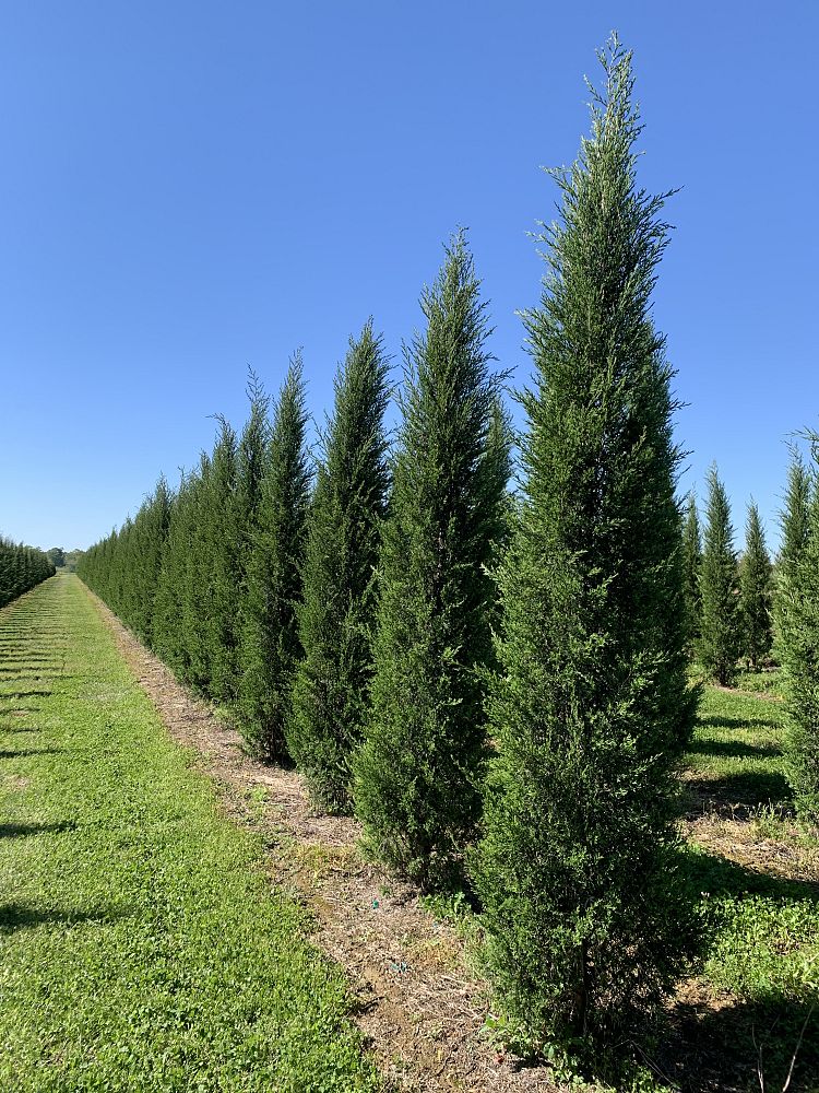 juniperus-virginiana-taylor-eastern-red-cedar