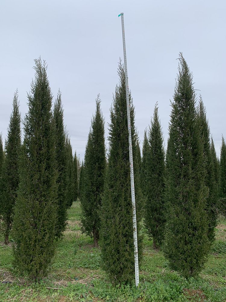juniperus-virginiana-taylor-eastern-red-cedar