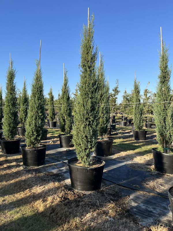 juniperus-virginiana-taylor-eastern-red-cedar