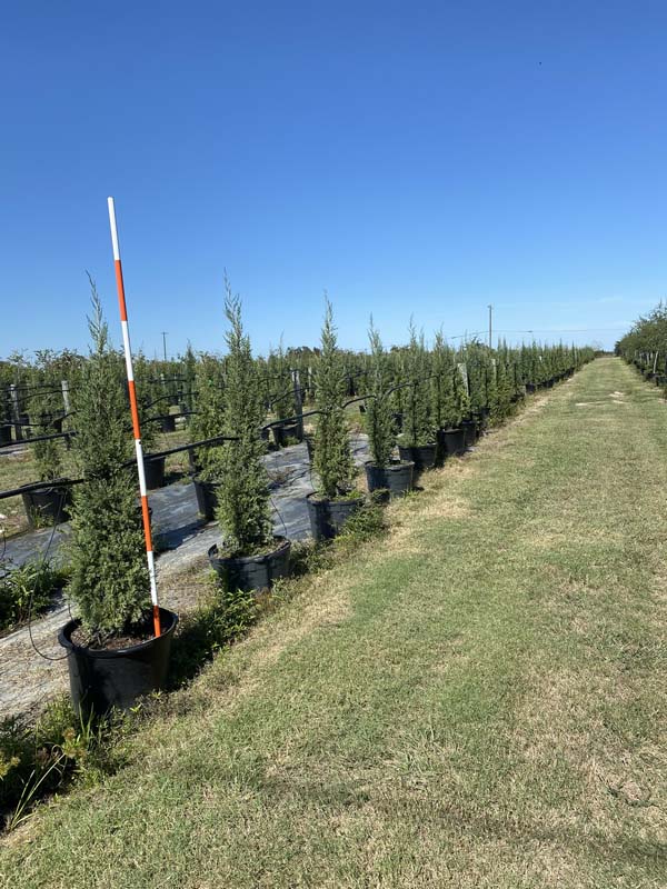 juniperus-virginiana-taylor-eastern-red-cedar