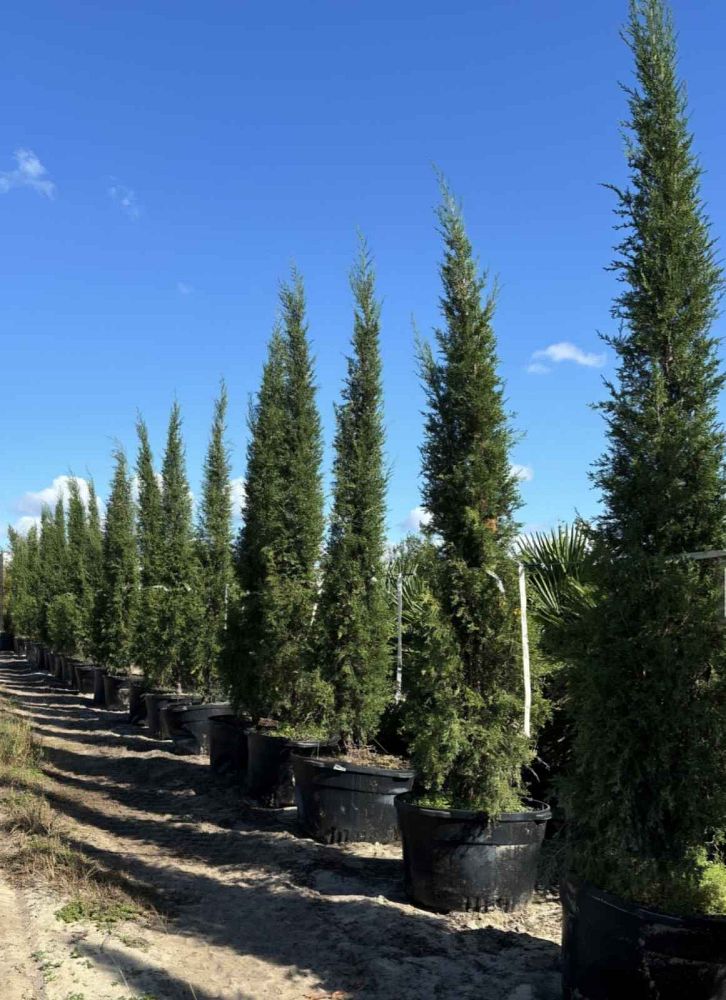 juniperus-virginiana-taylor-eastern-red-cedar