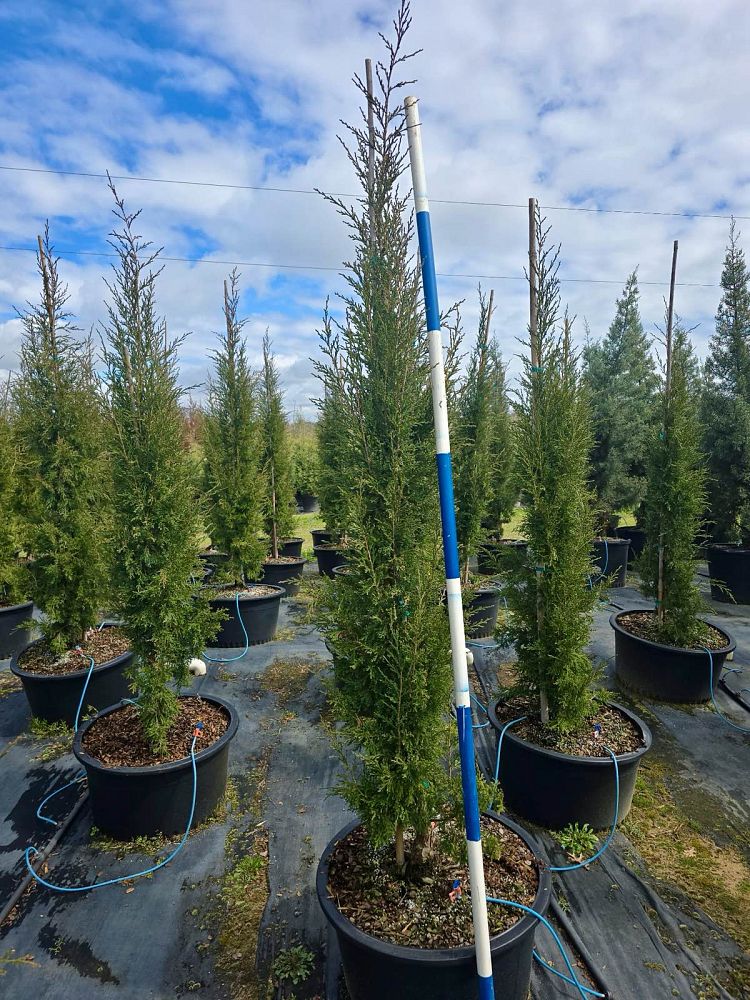 juniperus-virginiana-taylor-eastern-red-cedar