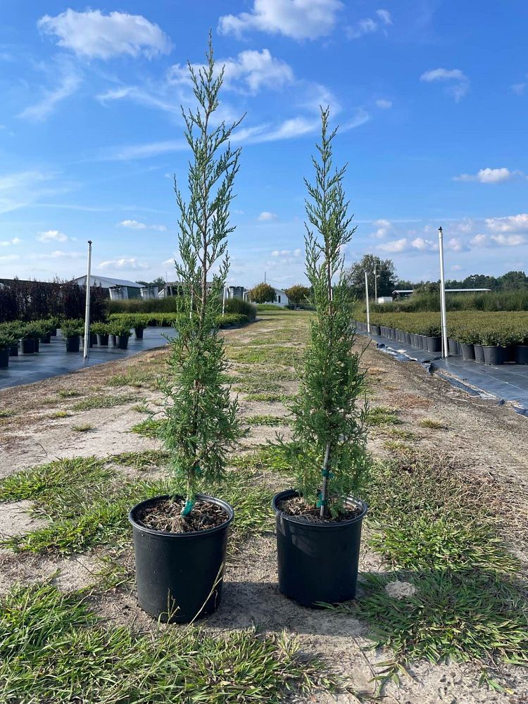 juniperus-virginiana-taylor-eastern-red-cedar