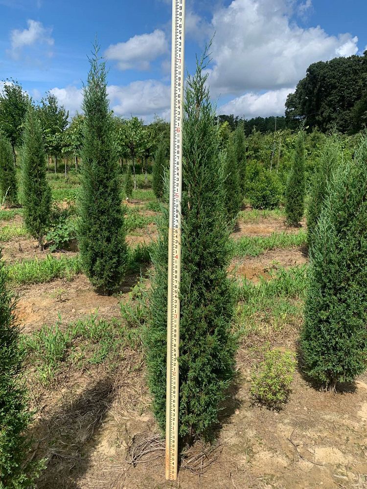 juniperus-virginiana-taylor-eastern-red-cedar