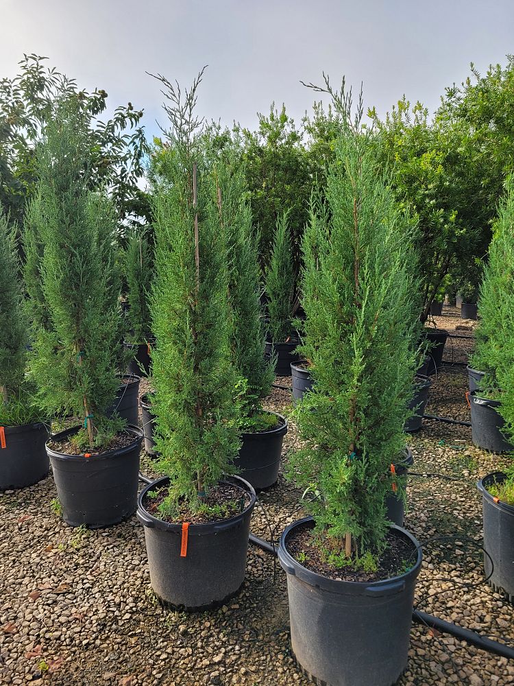 juniperus-virginiana-taylor-eastern-red-cedar