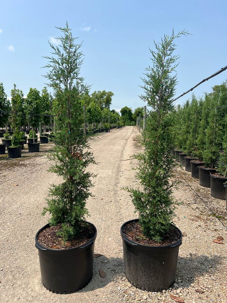 juniperus-virginiana-taylor-eastern-red-cedar