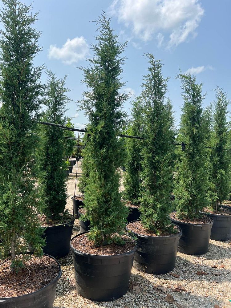 juniperus-virginiana-taylor-eastern-red-cedar