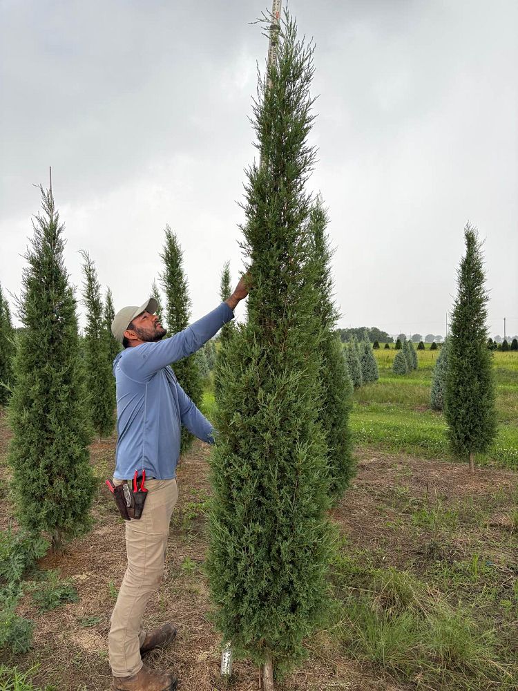 juniperus-virginiana-taylor-eastern-red-cedar