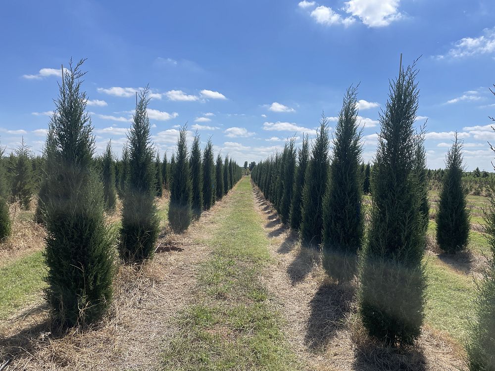 juniperus-virginiana-taylor-eastern-red-cedar