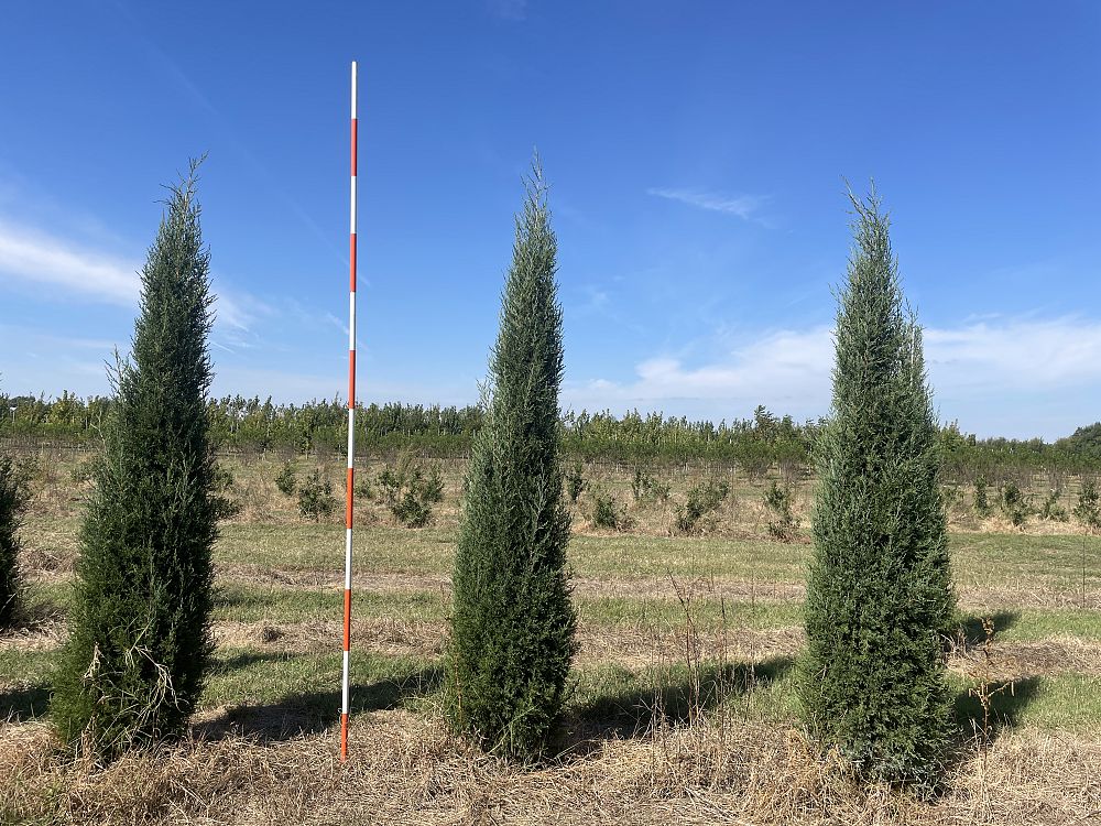 juniperus-virginiana-taylor-eastern-red-cedar