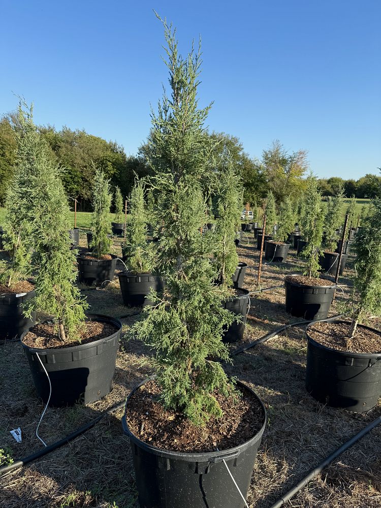 juniperus-virginiana-taylor-eastern-red-cedar