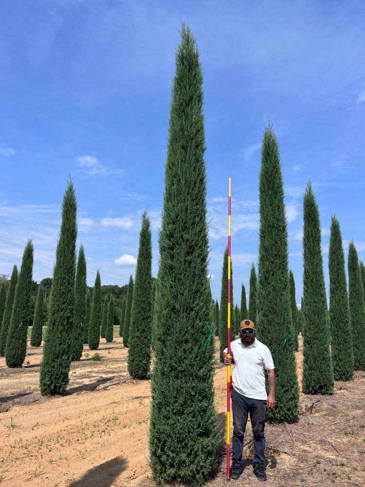 juniperus-virginiana-taylor-eastern-red-cedar