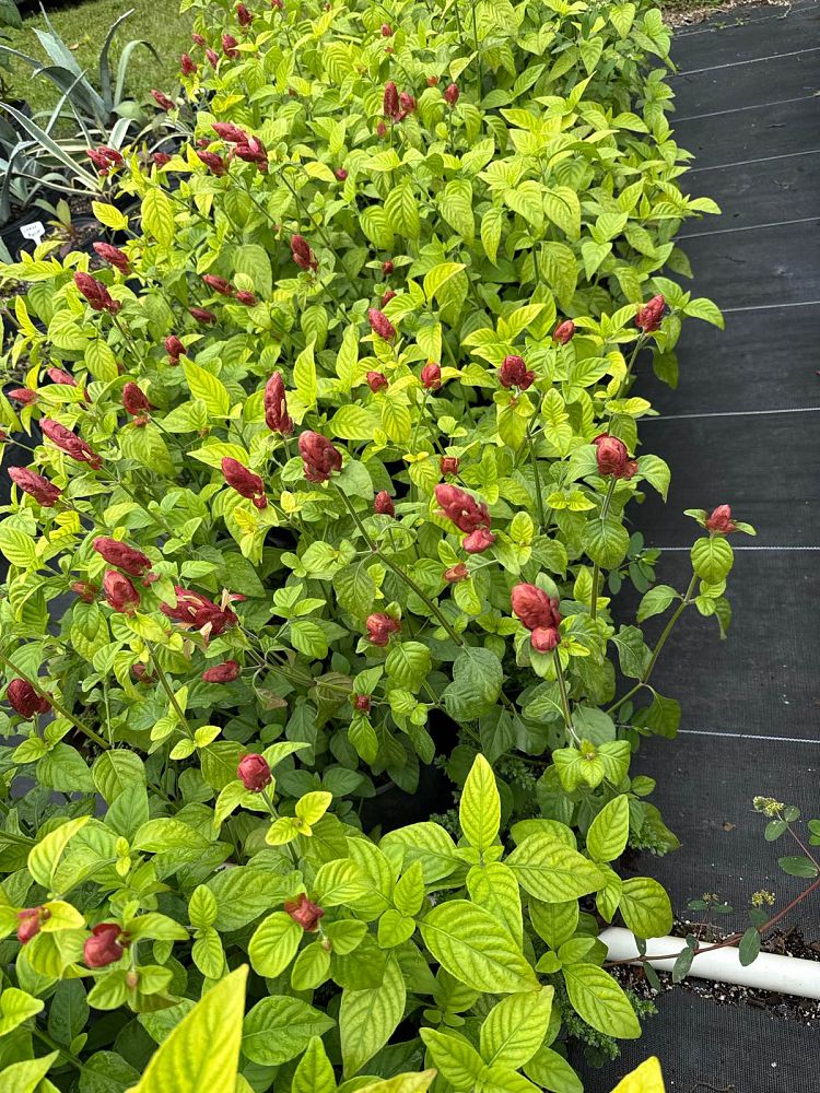 justicia-brandegeana-copper-shrimp-plant