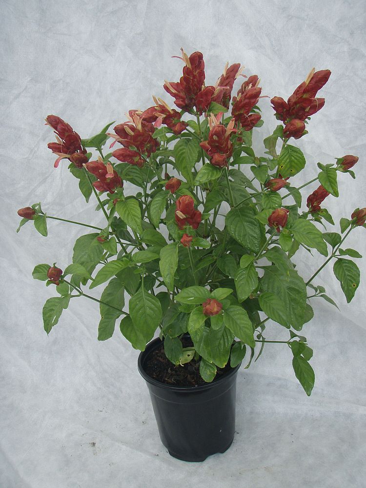 justicia-brandegeana-red-pincone-shrimp-plant