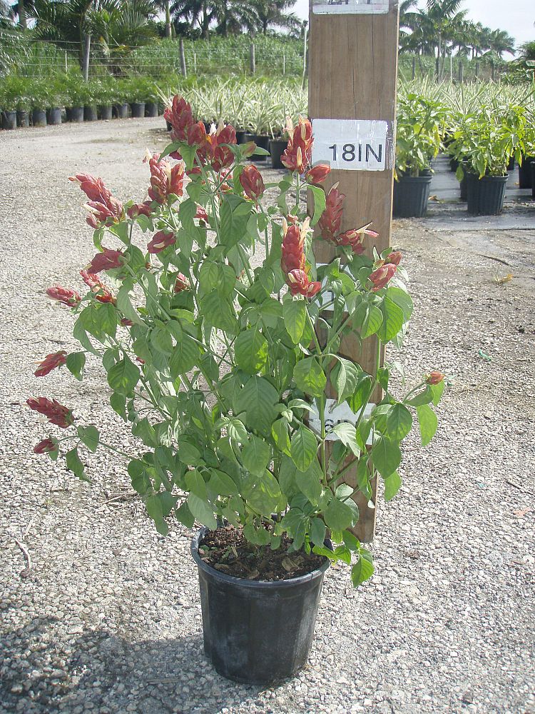 justicia-brandegeana-red-pincone-shrimp-plant